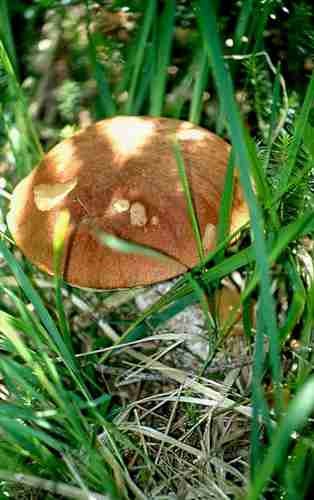  Image name: 01 Porcino.jpg 
 width: 314 pixel 
 height: 500 pixel 
 Size: 16939 bytes 
 Click to enlarge 